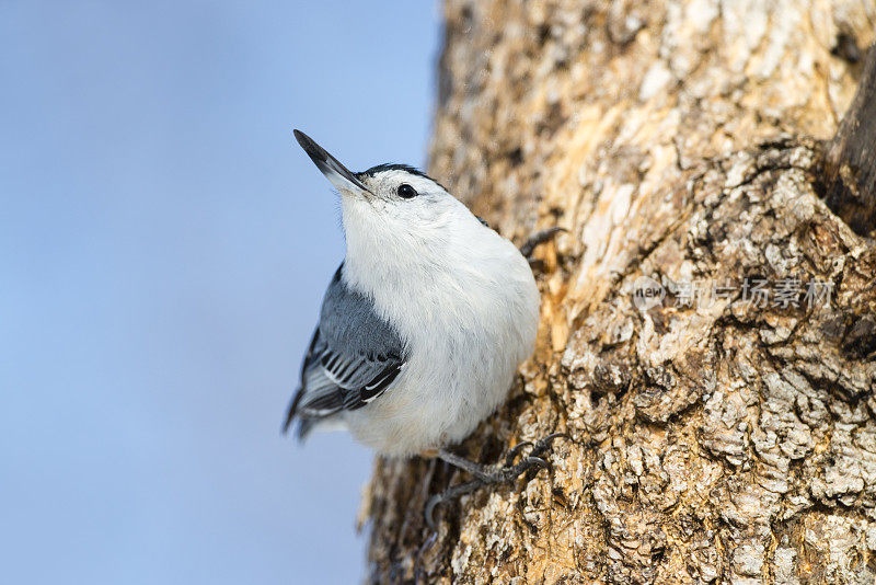 位于Sitta Carolinensis的白胸Nuthatch